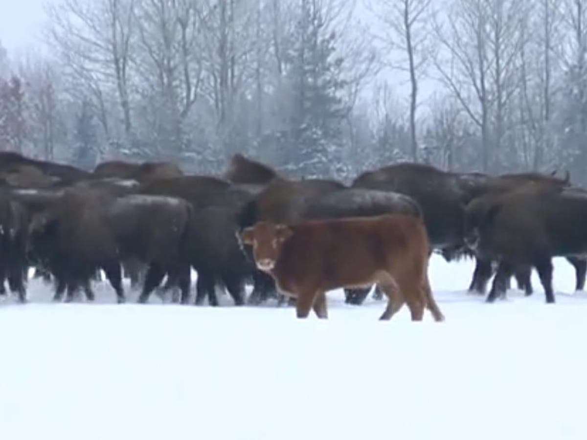 image for Cow escapes farm to go and live with herd of bison