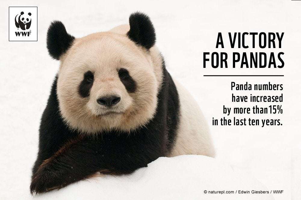 image for Giant Pandas no longer 'endangered'