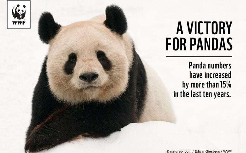 image for Giant Pandas no longer 'endangered'