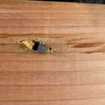 image for Doing a DIY project at home and the lumber I bought from Lowe’s has a bullet it in.
