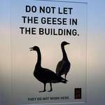 image for Who keeps letting the geese in the building??