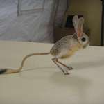 image for The Long-eared Jerboa is basically a Pokémon