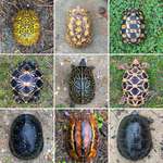 image for it’s wild how nature weaves the various turtle shell patterns
