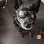image for My 11yr old dog is blind but still loves hiking so I got her doggles to protect her eyes from sticks