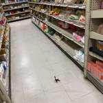 image for There is a live crayfish defending the rice aisle in my local Asian market