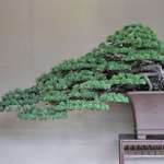 image for A bonsai on another level