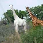image for The only White Giraffe on the entire planet is found in Kenya