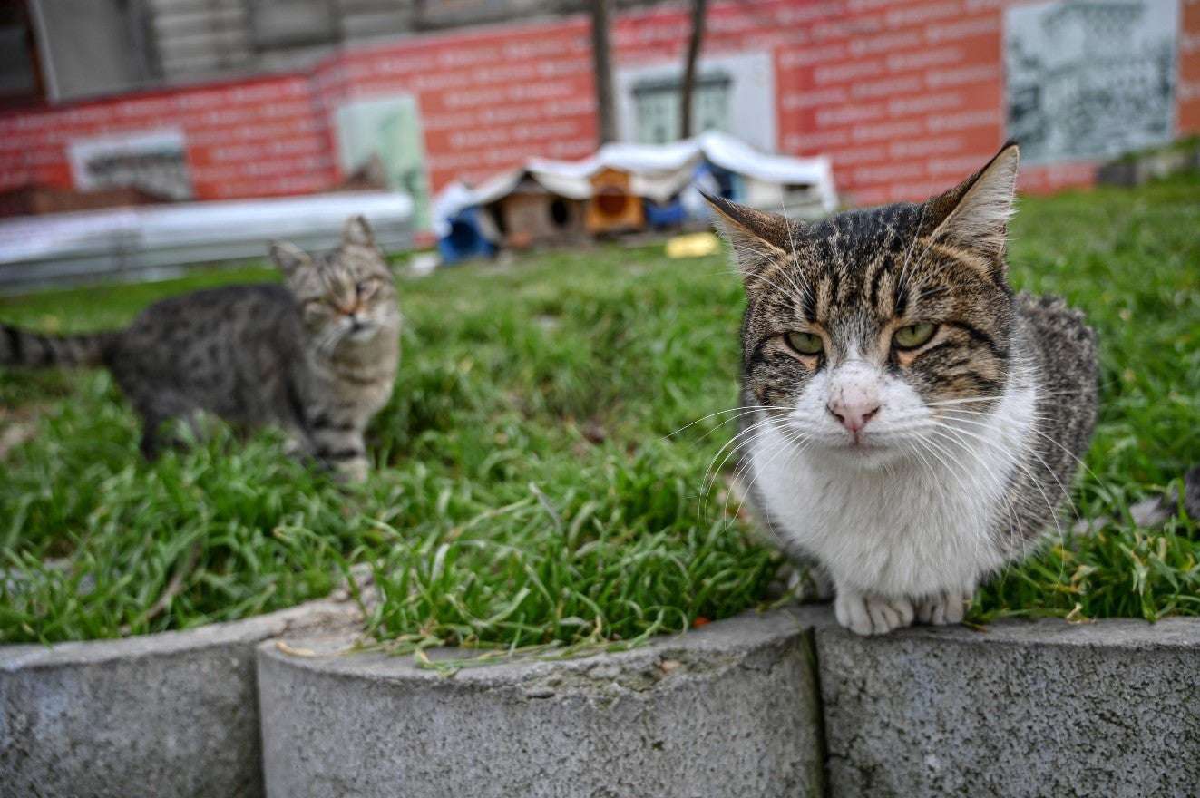 image for 1,000 feral cats released onto Chicago streets to tackle rat explosion