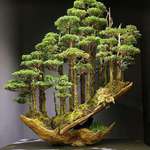 image for Bonsai Tree Sold for $16,000 in Japan