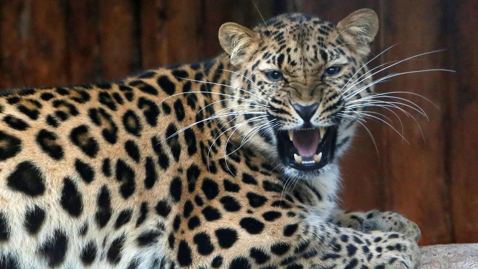 image for Chinese safari park 'sincerely sorry' for not telling public escaped leopards on the loose