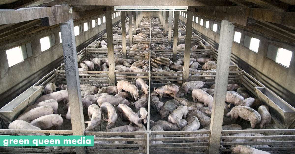 image for Meat Eaters ‘Wilfully Disregard Factory Farming’ As Driver Of Infectious Diseases, Study Finds