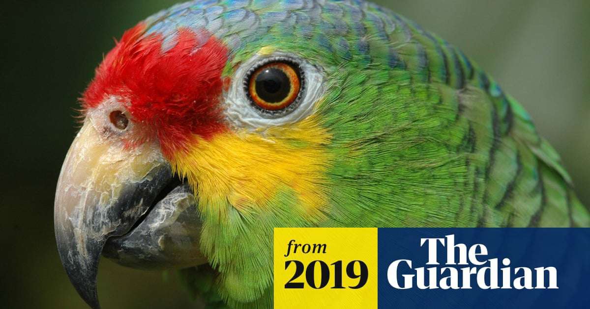 image for Police seize 'super obedient' lookout parrot trained by Brazilian drug dealers