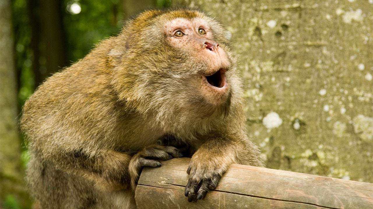 image for Why monkeys can’t talk—and what they would sound like if they could