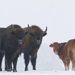 image for A Cow escaped from a Polish farm and was spotted months later living with a herd of wild bison.