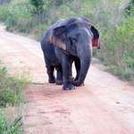 image for Found in Sri Lanka, this male adult Elephant was the first scientific record of dwarfism in the wild. He measures at just over 1.5 meters (five feet) in height.