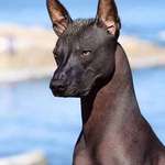 image for The Xoloitzcuintli is an ancient Aztec breed native to Mexico, once considered as guides for the dead on their journey to the underworld.