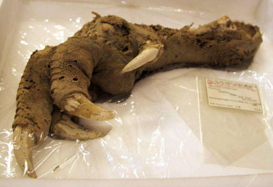 image showing 3,300 year old claw of the now-extinct bird,”Moa”, with flesh and muscles still attached to it.