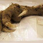 image for 3,300 year old claw of the now-extinct bird,”Moa”, with flesh and muscles still attached to it.