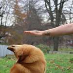 image for PsBattle: Dog avoiding hand by bending backwards