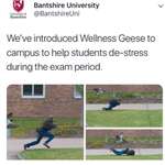 image for Thanks, I hate Wellness Geese