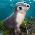 image for 🔥 An endangered Australian sea lion