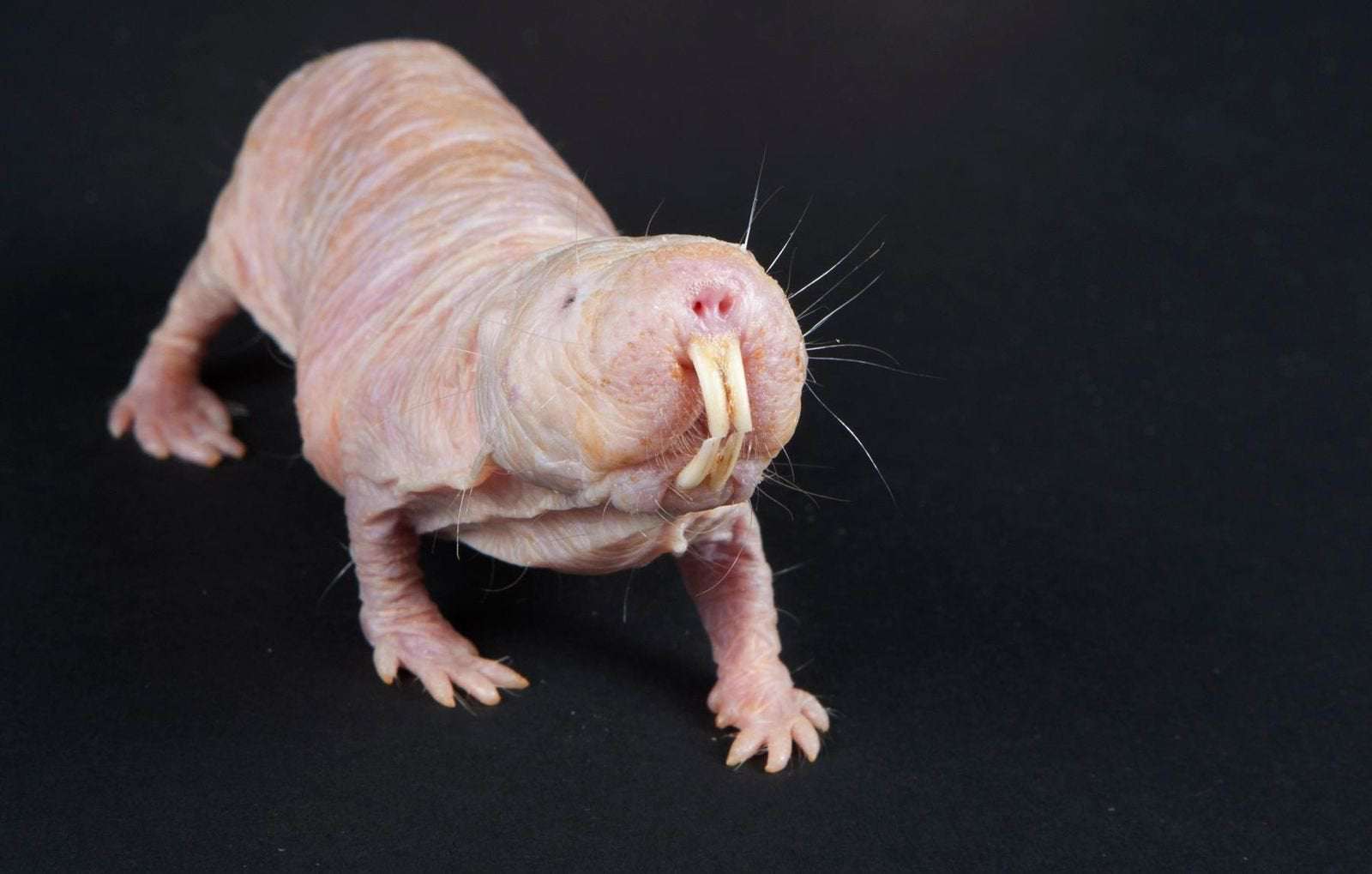image for Naked Mole Rats Speak in Dialects Unique to Their Colonies