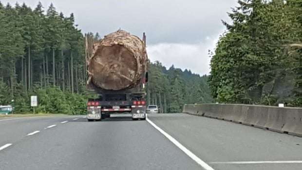 image for Photo of massive tree being hauled down Vancouver Island highway sparks global outrage