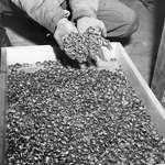 image for Wedding rings that were removed from holocaust victims before they were executed [3000x2372] circa 1945