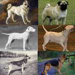 image for How dogs used to look like before inbreeding