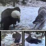image for The sheer size difference between this Bald Eagle and Coyote, the Bald Eagle is warding the Coyote away from a Deer carcass. These images are from a trail cam in Pennsylvania.