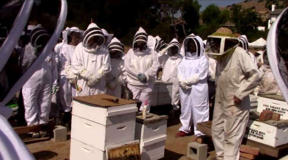 image for Why are beekeeping suits white? – Bee Keeping Coach