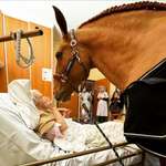 image for In France, Peyo, a beautiful 15-year-old stallion, often comes to comfort and soothe terminally ill patients at the Techer Hospital in Calais. The horse always chooses which patient he wants to see, kicking his hoof outside the door
