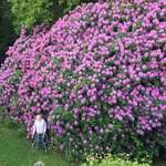 image for 100 year old Rhododendron and the woman who planted it.