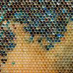 image for In 2012 French Beekeepers could not solve the mystery of the blue and green colored honey in their beehives until they discovered that the bees were visiting a local M&M factory