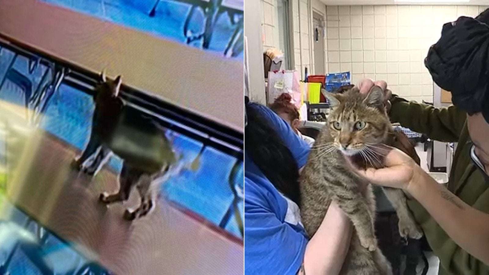 image for 'Bobcat' causes Pennsylvania high school evacuation, revealed to be missing house cat