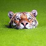 image for A tiger in an algae covered pond