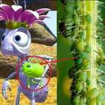 image for In A Bug's Life (1999), the queen is seen to have a pet named "Aphie." In real life, this little bug is an aphid (also known as aphids) and they live in harmony with the ants, but not as pets, but as "livestock".