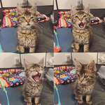 image for The rescue said to take pictures that capture my foster kitten’s personality to help her get adopted. I just sent them these.