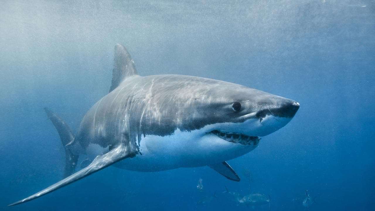 image for Great white sharks’ mating habits: One of the biggest mysteries