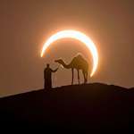 image for Perfectly Timed Photo Frames a Solar Eclipse Around a Man Leading a Camel in the Desert by Joshua Cripps