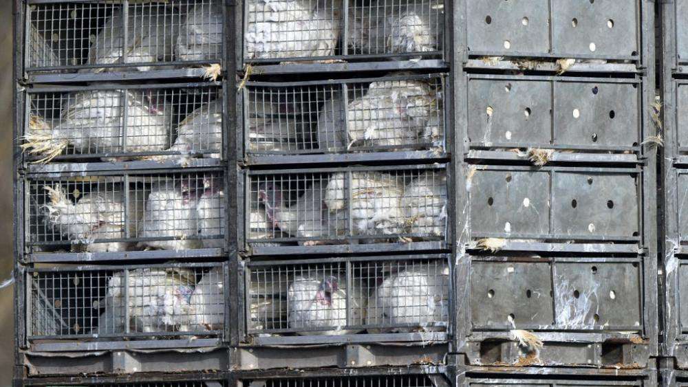 image for European Parliament overwhelmingly backs ban on caged animal farming