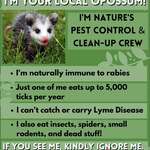 image for Opossums are our friends