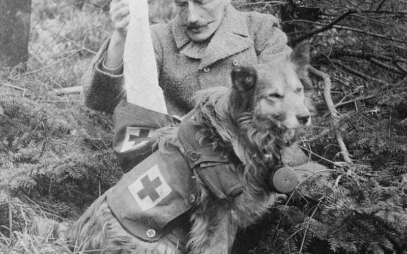 image for Uses of Military Dogs in World War I