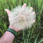 image for This GIANT dandelion I found on my walk today.
