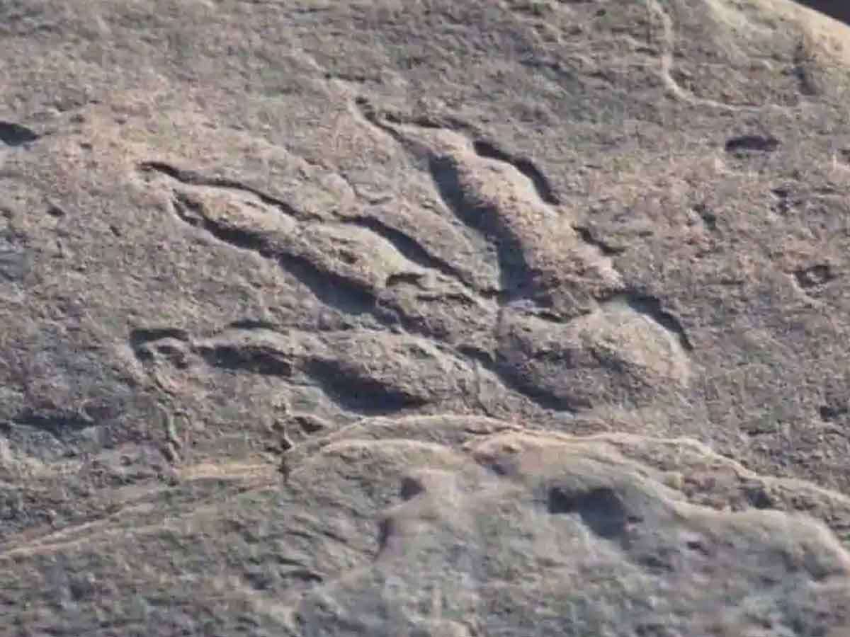 image for Footprints of dinosaurs that walked on Earth 110 million years ago found in the UK