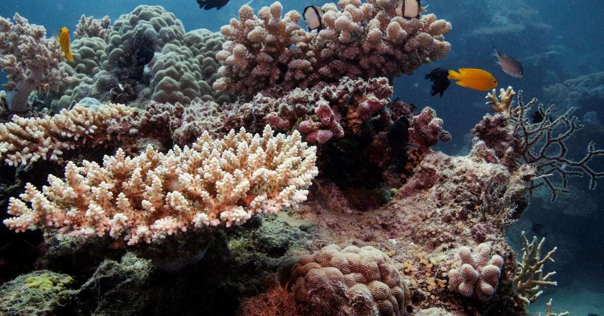 image for UN irks Australia by recommending that Great Barrier Reef be listed 'in danger'