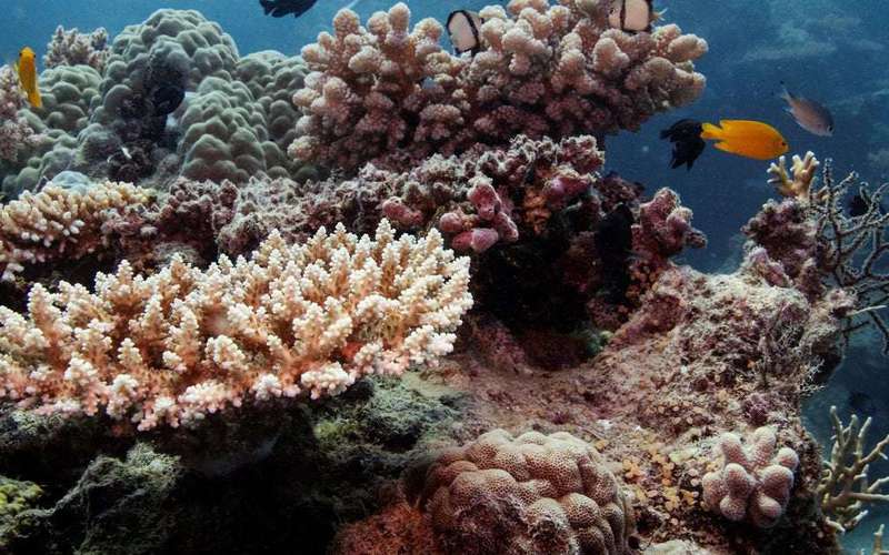 image for UN irks Australia by recommending that Great Barrier Reef be listed 'in danger'