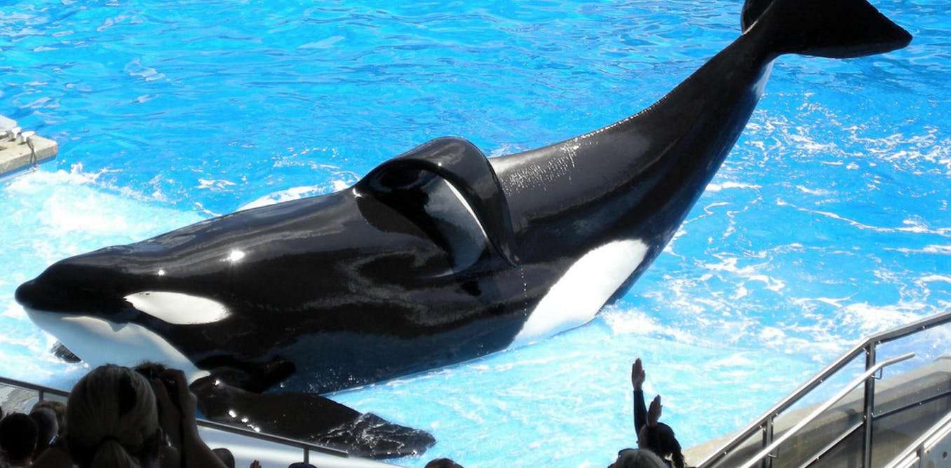 image for Blackfish: how captive killer whale documentary ended SeaWorld’s orca breeding programme