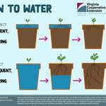 image for Plant watering guide