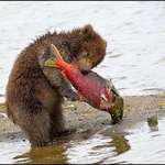 image for 🔥 The little bear cub with the big salmon.